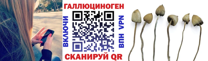 Галлюциногенные грибы Psilocybine cubensis  Богородицк 